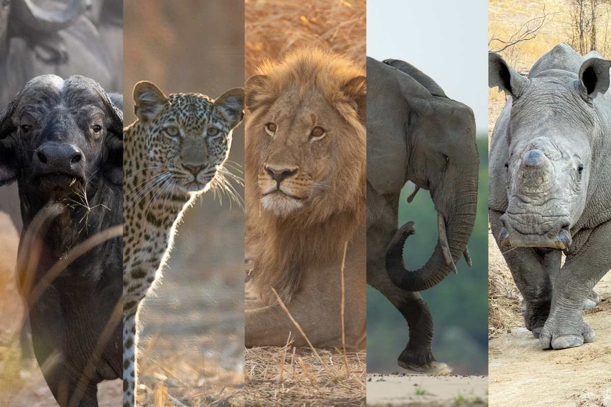 Zimbabwe, Equatorial Guinea Join Forces to Rebuild Wildlife Populations